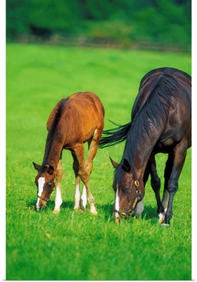 Mare And Foal Thoroughbred Horses
