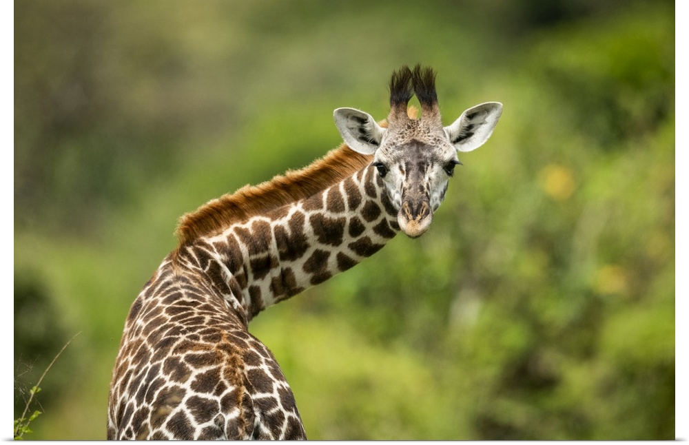 Close-up of Masai giraffe calf (Giraffa camelopardalis tippelskirchii) twisting neck, Klein's Camp, Serengeti National Par...