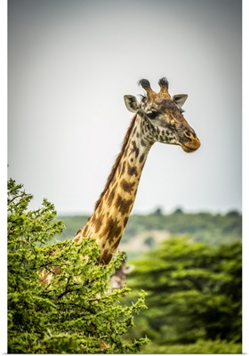 Masai Giraffe, Cottars 1920s Safari Camp, Maasai Mara National Reserve, Kenya