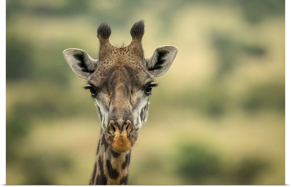 Close-up of Masai giraffe (Giraffa camelopardalis tippelskirchii) head in savannah, Serengeti National Park; Tanzania