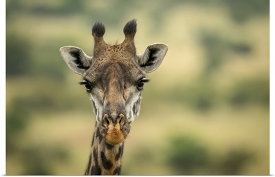 Masai Giraffe Head In Savannah, Serengeti National Park, Tanzania