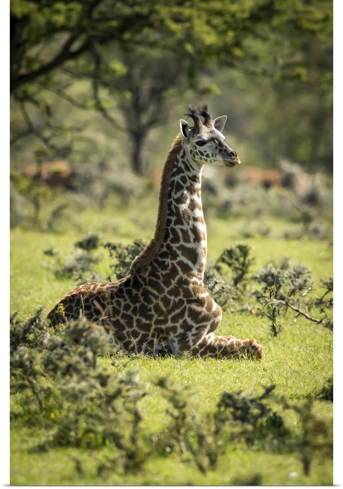 Masai giraffe (giraffa camelopardalis tippelskirchii) kneeling in grass among bushes, Serengeti national park, Tanzania.