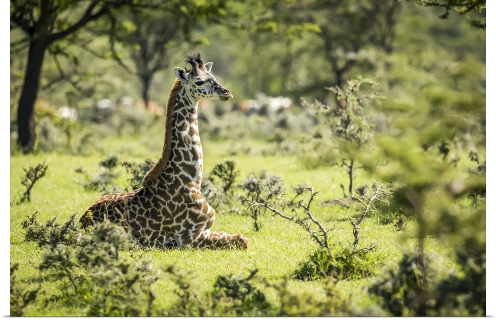 Masai giraffe (giraffa camelopardalis tippelskirchii) kneeling in grass among bushes, Serengeti national park, Tanzania.