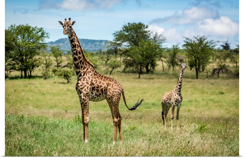 Masai giraffe (giraffa camelopardalis tippelskirchii) stands with calf in savannah, Klein's camp, Serengeti national park,...