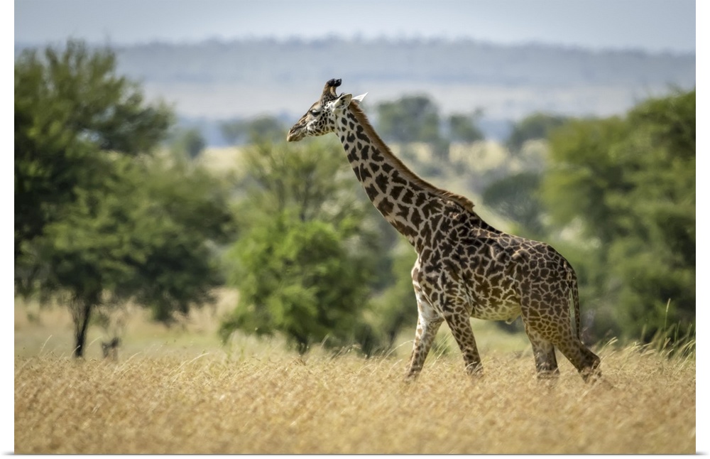 Masai giraffe (giraffa camelopardalis tippelskirchii) walking through grass by trees, Serengeti national park, Tanzania.