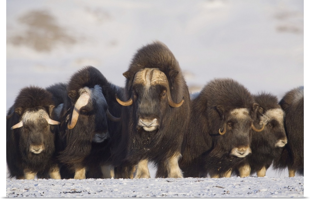 Mature and Young Musk-Ox Bulls With Cows During Winter On The Seward Peninsula, Alaska