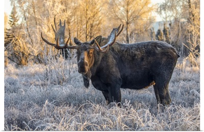 Mature Bull Moose Standing And Feeding, Early Morning, South Anchorage, Alaska