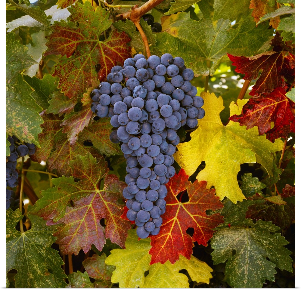 Mature Cabernet Sauvignon wine grapes on the vine, ready for the harvest