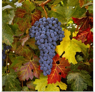 Mature Cabernet Sauvignon wine grapes on the vine, ready for the harvest