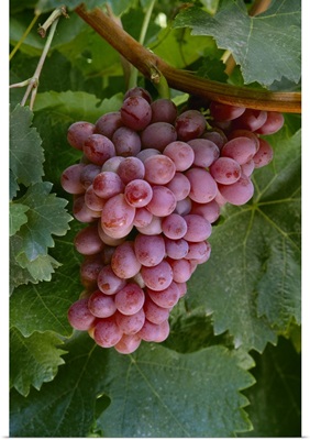 Mature cluster of Crimson Seedless table grapes on the vine, ready for harvest