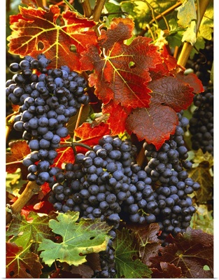 Mature clusters of red wine grapes on the vine