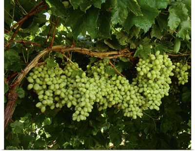 Mature, harvest ready bunches of Thompson Seedless table grapes on the vine