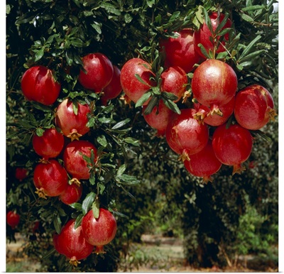 Mature, harvest ready pomegranates on the tree
