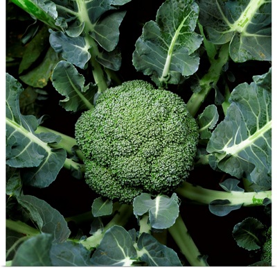 Mature head of broccoli ready for harvest, Salinas Valley, California