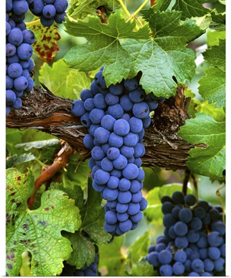 Mature Merlot wine grape clusters on the vine, ripe and ready for harvest