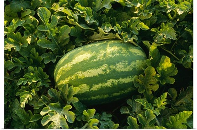 Mature watermelon in the field, ready for harvest, Tennessee