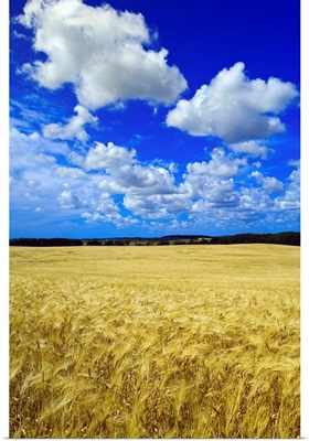 Maturing Barley Crop And Sky With Cumulus Clouds, Manitoba, Canada
