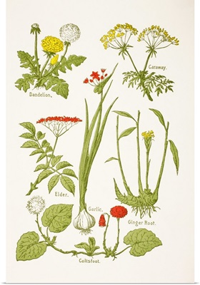 Medicinal Herbs And Plants, From Virtue's Household Physician