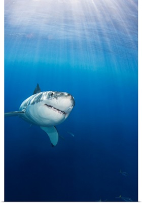 Mexico, Guadalupe Island, Great White Shark (Carcharodon Carcharias)