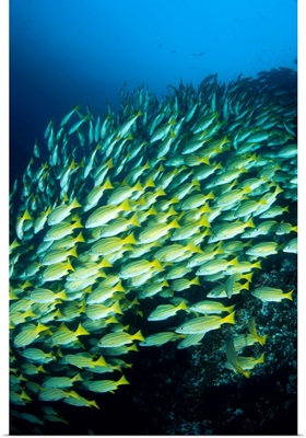 Mexico, Schooling Blue And Gold Snapper