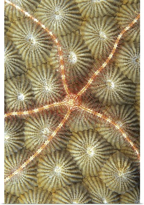Micronesia, Brittle Star On Hard Coral