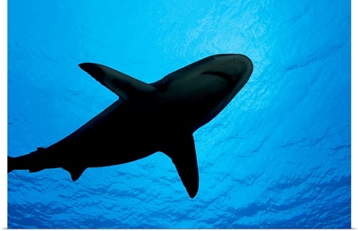 Micronesia, Yap, Silhouette Of A Grey Reef Shark (Carcharhinus Amblyrhynchos)