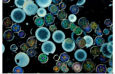 Microscopic view of diatoms.