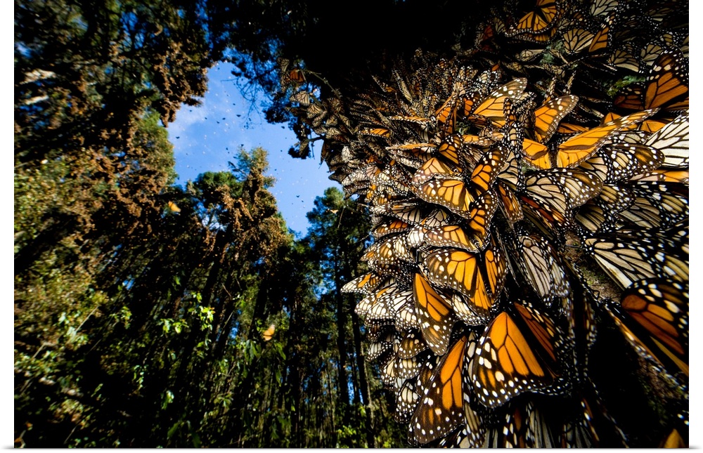 Millions of monarch butterflies (danaus plexippus) cover every inch of a tree in Sierra Chincua while in travel to winter ...