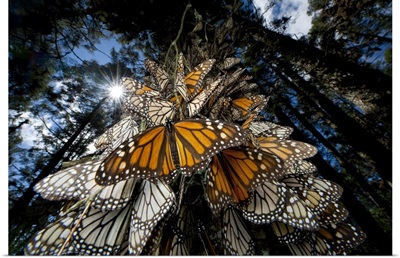 Millions Of Monarch Butterflies Travel To Winter Roosts In Mexico, Sierra Chincua