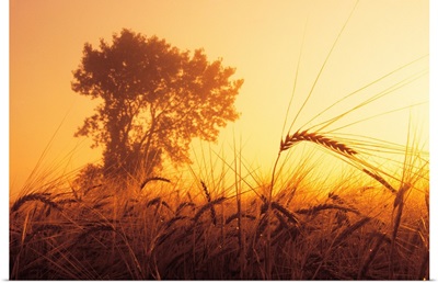 Mist In A Barley Field At Sunset, Near Carey, Manitoba, Canada