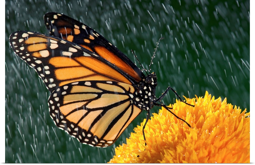Monarch Butterfly In Rain On Sunflower, Nova Scotia, Canada