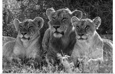 Monochromatic Male Lion Lies Between Two Females, Kenya