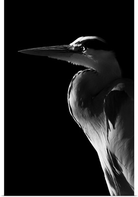 Monochrome Close-Up Of Grey Heron In Profile Against A Black Background, England