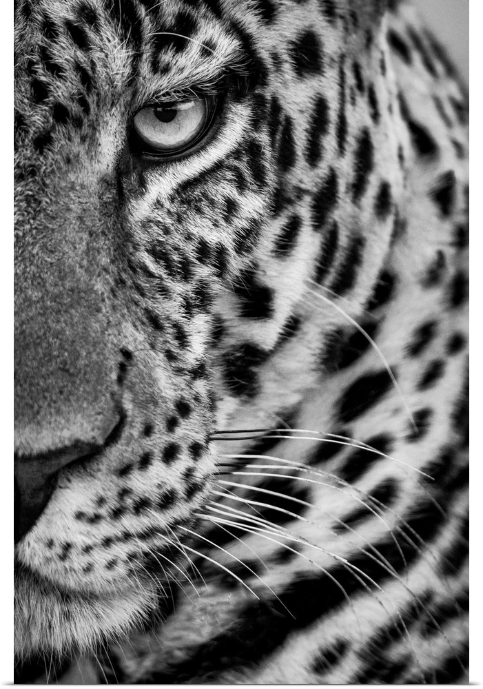 Monochrome close-up of half male leopard (panthera pardus) face. Cottar's 1920s safari camp, Maasai mara national reserve,...