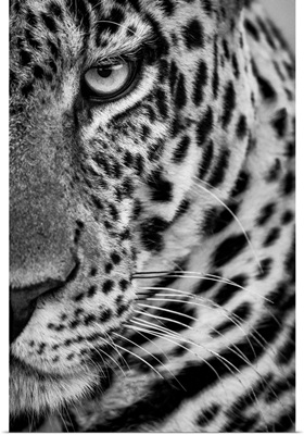 Monochrome Close-Up Of Half Male Leopard Face, Maasai Mara National Reserve, Kenya