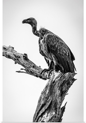 Monochrome White-Backed Vulture, Tarangire National Park, Tanzania