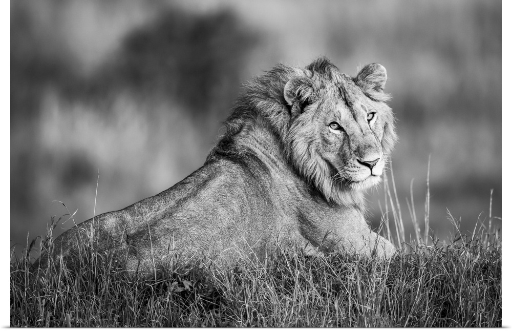 Monotone male lion (panthera leo) lies turning to camera, Serengeti, Tanzania.