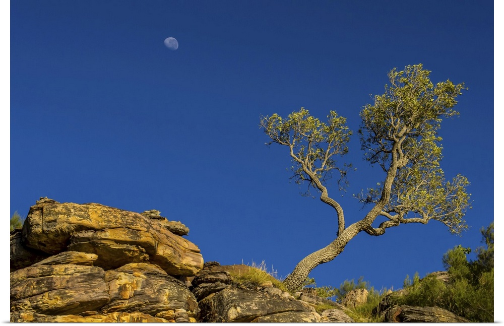 A low angle view of a moon behind a sculptured tree near the King George River in the Kimberley Region of Northwest Austra...