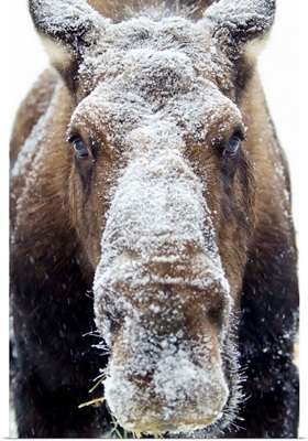 Moose (alces alces) face covered in snow, Yukon, Canada