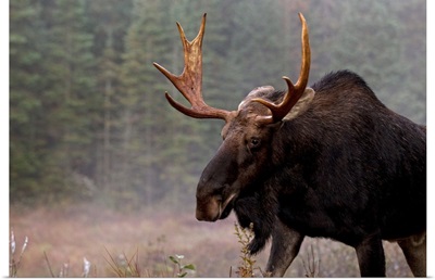 Moose, Algonquin Provincial Park, Ontario, Canada