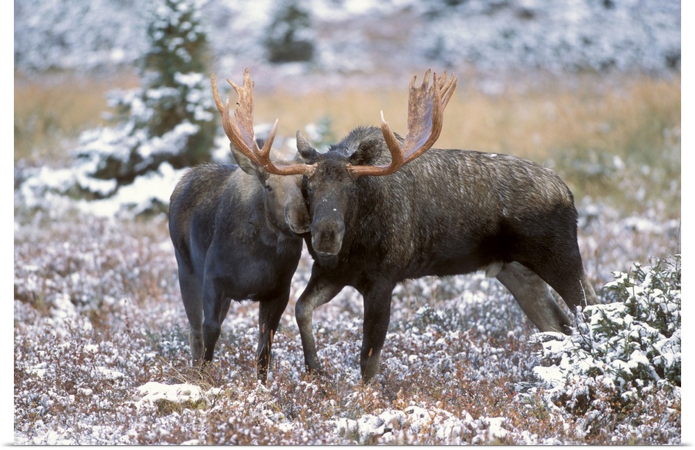 Moose Bull And Cow Rubbing Muzzles In Courtship Behavior During Rut, Powerline Pass, Chugach State Park, Chugach Mountains...