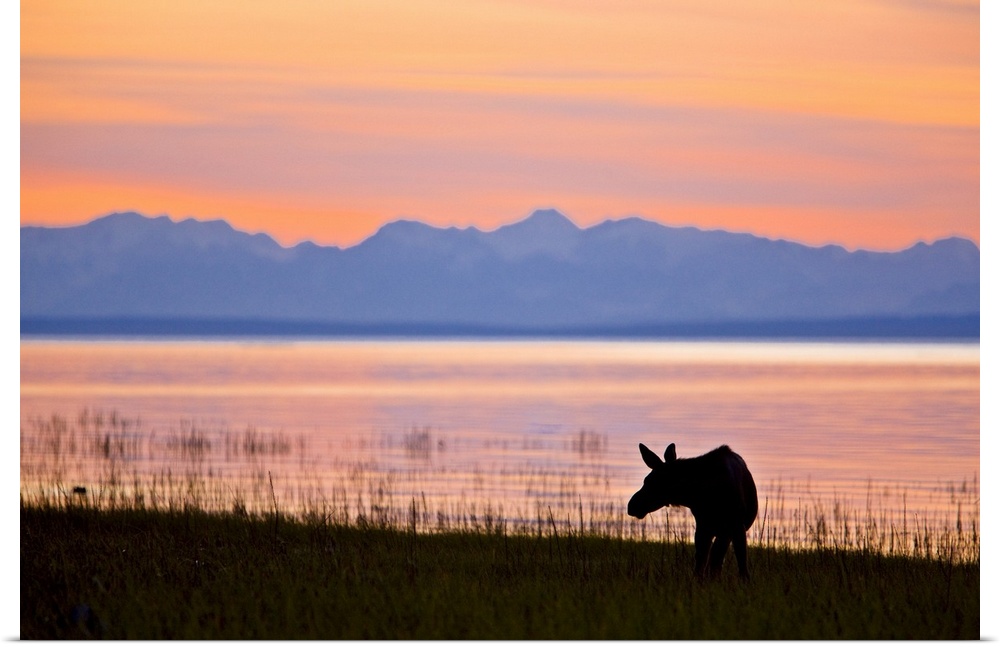 Moose calf feeding along the Tony Knowles Coastal Trail at sunset during Summer in Anchorage, Southcentral Alaska