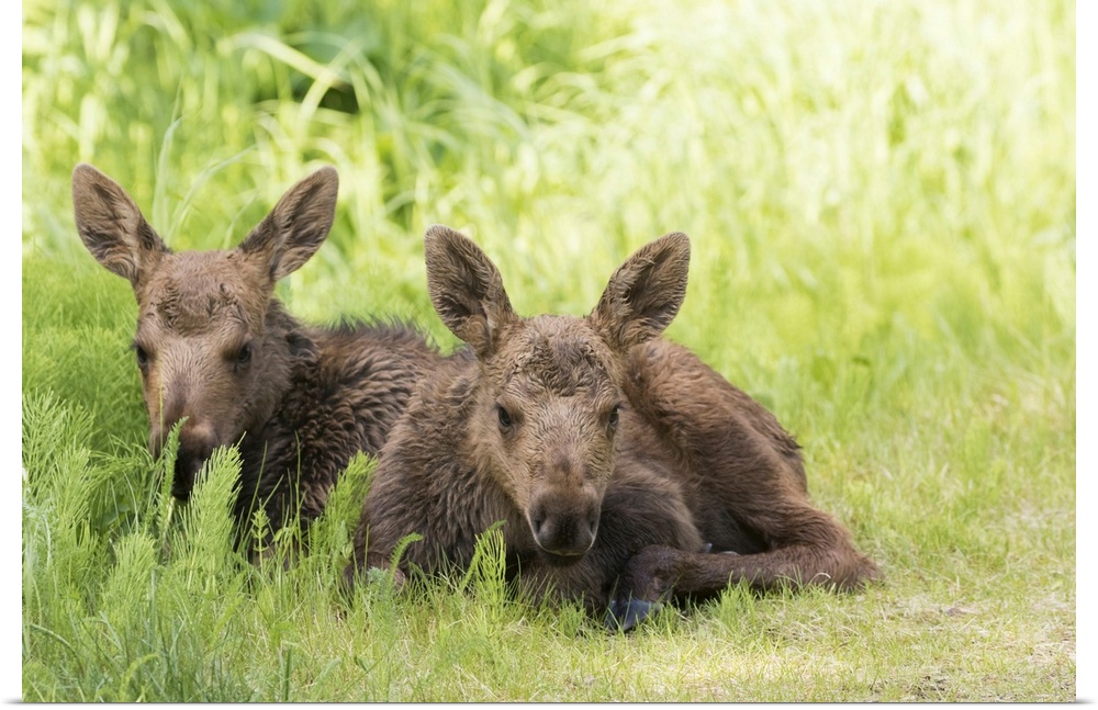 Moose (alces alces) calves laying together while their mother feeds nearby, south-central Alaska. Anchorage, Alaska, unite...