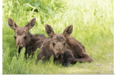Moose Calves Laying Together While Their Mother Feeds Nearby, Anchorage, Alaska