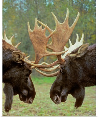 Moose - Dominance Display, Autumn Rut