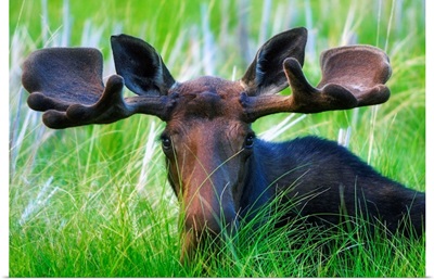 Moose Sitting In A Green Field Of Grass
