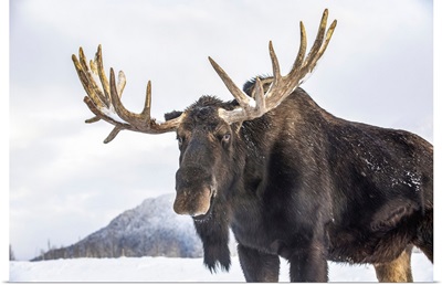 Moose With Antlers Shed Of Velvet, Alaska Wildlife Conservation Center, Portage