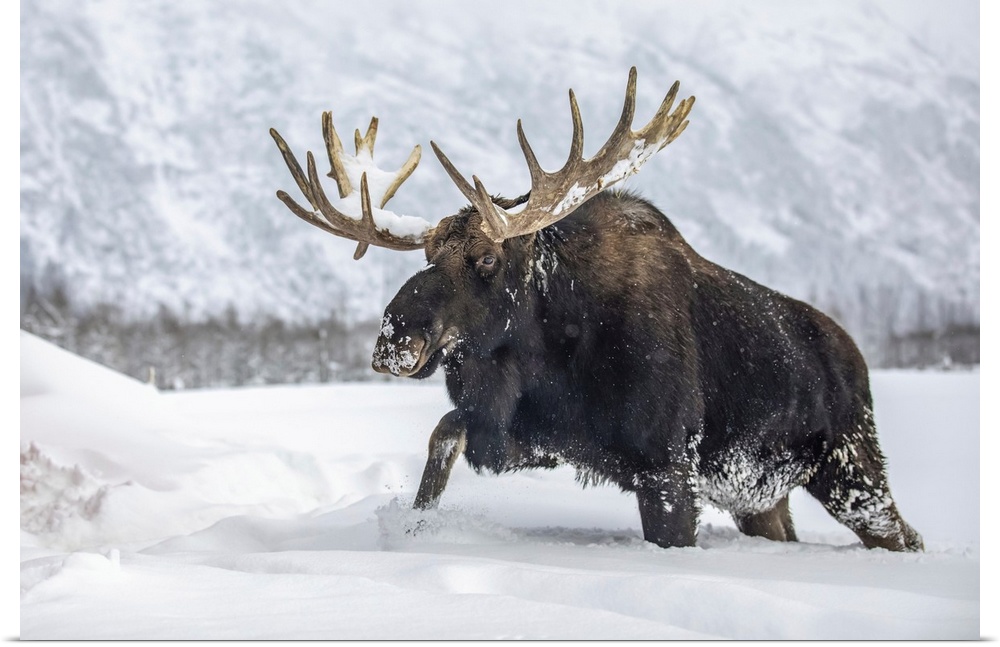 Mature bull moose (alces alces) with antlers shed of velvet walking in snow, Alaska wildlife conservation center, south-ce...