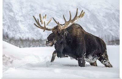 Moose With Antlers Walking In Snow, Alaska Wildlife Conservation Center, Alaska