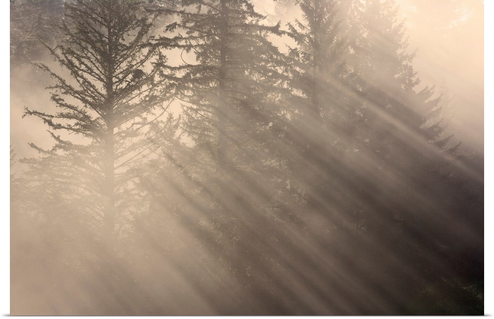 Morning rays shine through the mist and spruce and hemlock trees Tongass national forest southeast, Alaska, autumn.